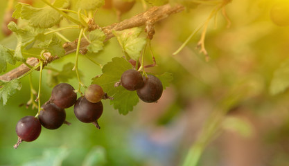 branch of black currant in a garden