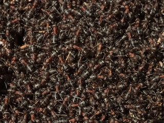 Red wood ants (Formica rufa) colony