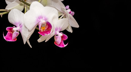orchids flowers on black background