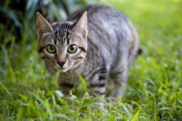 Naklejka na ściany i meble Cat sneaks through the thick grass. Red cat walks in the garden. Juicy greens in the garden.