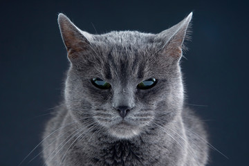 Studio portrait of a beautiful grey cat