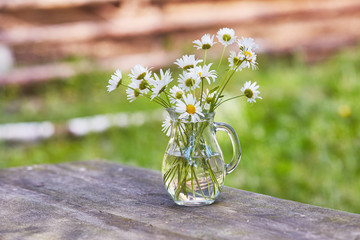 Charming still life with copy space chamomilles and daisies in water