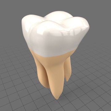 Stylized human second molar tooth