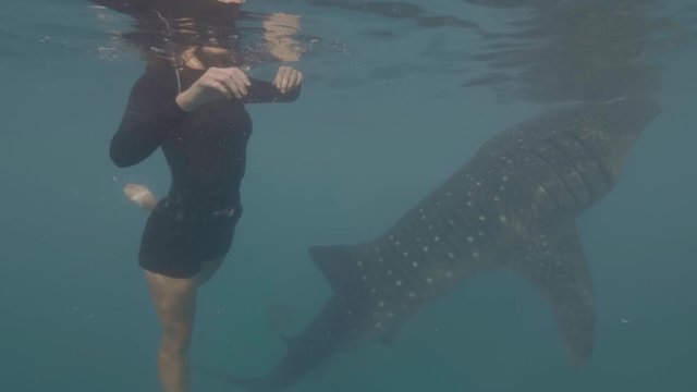 Young woman with snorkeling mask swimming with wild whale shark in blue sea water. Underwater swimming with whale shark in open sea. Wild animal in underwater world.