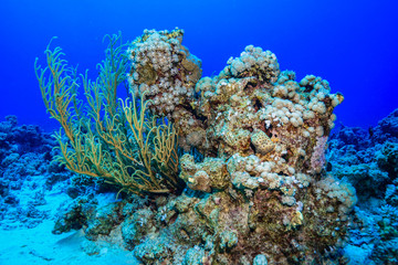 Fototapeta na wymiar Coral reefs of the Red Sea, Egypt