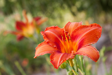 orange daylily