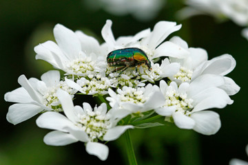 Rosechafer Beetle