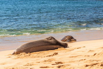 Fototapeta premium Turtle and monk seal on beautiful tropical beach
