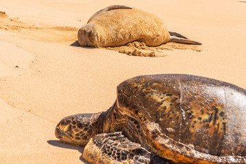 Green sea turtle and Hawaiian monk seal resting on beach 