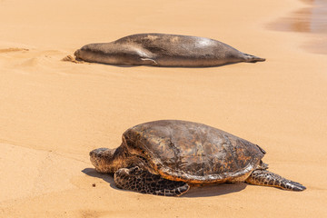 Green sea turtle and Hawaiian monk seal resting on beach 