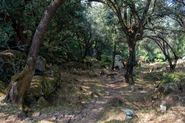A small stone footpath in a deep forest on the island of Corsica