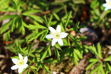 white flower in the garden