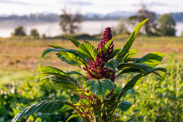 flowering amaranth
