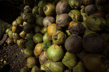 Raw Coconut Pile in shady jungle of Philippine Provinces - Samar