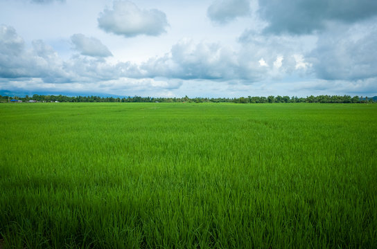 Flat green Rice Field With Puffy Clouds - Palo, Leyte - Philippines