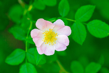 Obraz na płótnie Canvas A wild rose (Rosa canina), flower in a garden at a close-up view.