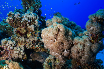 Fototapeta na wymiar Blue spotted stingray at the Red Sea, egypt