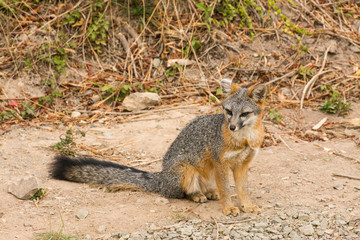 gray fox