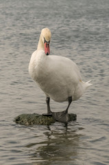 Swan on the Black Sea
