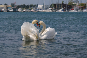 two swans on the Black Sea