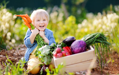 Cute little boy holding a bunch of fresh organic carrots in domestic garden. Healthy family...