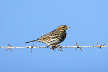 Wiesenpieper (Anthus pratensis) sitzt auf Stacheldraht - Meadow pipit