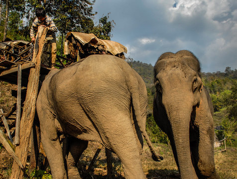Elephant keeper with elephants.Thailand.