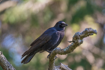 American crow on branch