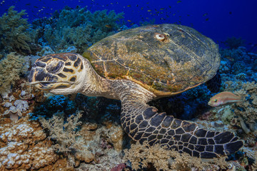 Obraz premium sea Turtle at the Red Sea, Egypt