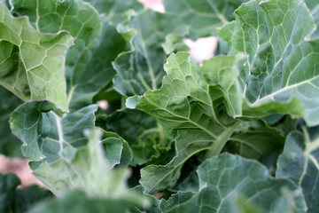 Naklejka premium Cabbage growing in the garden. Selective focus.