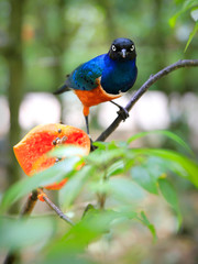 Colorful bird stand on a tree branch. At Kuala Lumpur Bird Park.