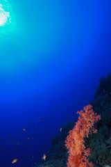 Obraz na płótnie Canvas Coral reefs of the Red Sea, Egypt