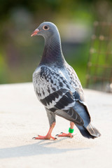 youngster homing pigeon standing on home loft roof