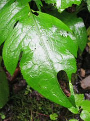 Macro leaf with a hole / gros plan feuille avec trou