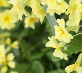 beautiful  flowers in the garden 