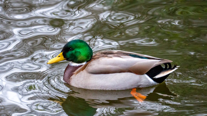 duck 