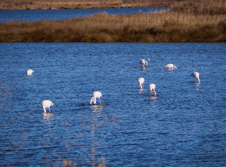 Group of flamingos feeding in beautiful blue lake