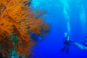 Diving the Red Sea, Egypt