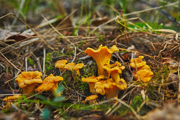 large group of chanterelles growing in forest