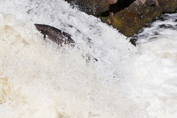 Leaping Atlantic salmon (salmo salar).