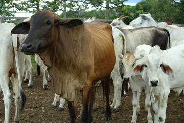 Cows