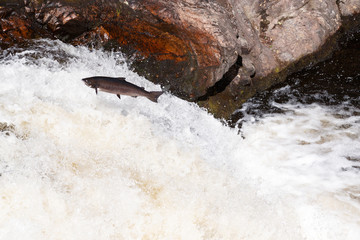 Leaping Atlantic salmon (salmo salar).