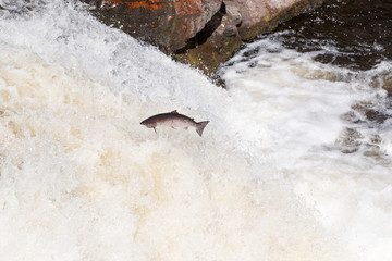 Leaping Atlantic salmon (salmo salar).