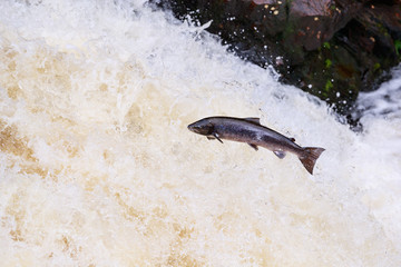 Fototapeta premium Leaping Atlantic salmon (salmo salar).