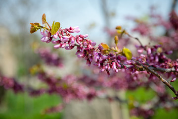 A sprig of sakura blossoms against the blue sky and other Sakura trees.