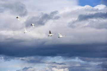 Storks flying with stormy sky background