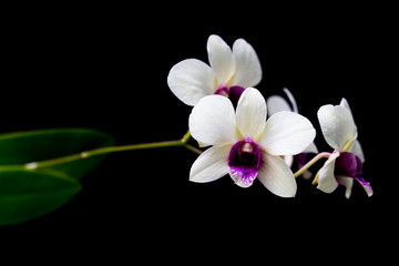 Obraz premium Orchids in the garden have a black background.