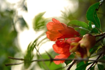 red flower on light background