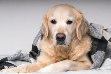 Cute young golden retriever dog  warms under cozy black, gray and white tartan plaid in cold winter weather. Pets care concept. Animal indoor in home or hotel bedroom. Copy space empty for text.