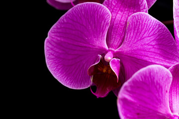 Orchids in the garden.